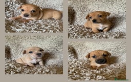 Jack Russell dogs for sale: Exceptional litter of miniature Jack RussellS - Image 1