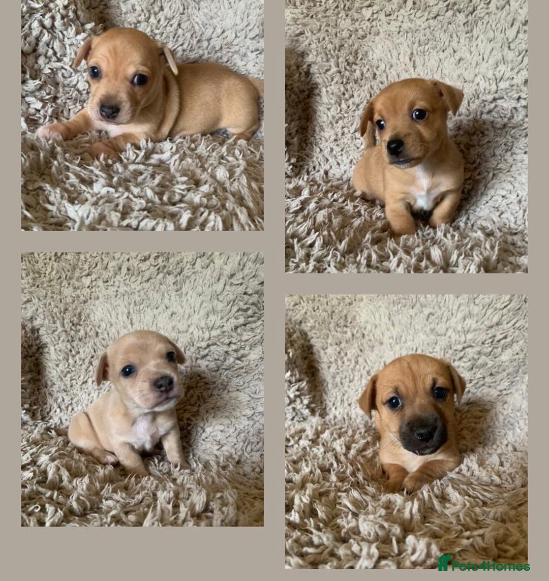 Jack Russell dogs for sale: Exceptional litter of miniature Jack RussellS - Image 1
