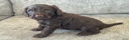 Cockapoo dogs for sale: MERL & CHOCOLATE F1COCKERPOOS HEALTH TESTED PARENT - Advert 11