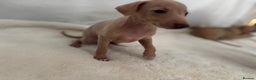 Italian Greyhound dogs for sale: Exceptional Italian Greyhound Puppies - Advert 14