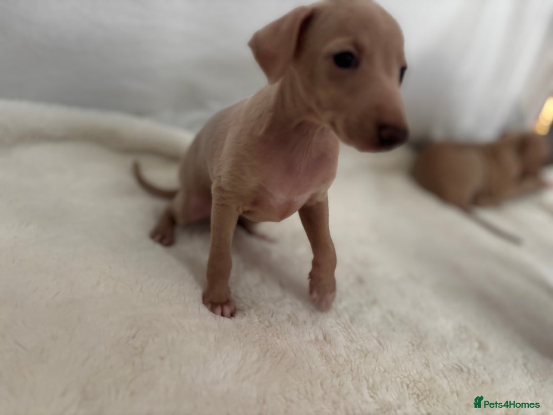 Italian Greyhound dogs for sale: Exceptional Italian Greyhound Puppies - Advert 14