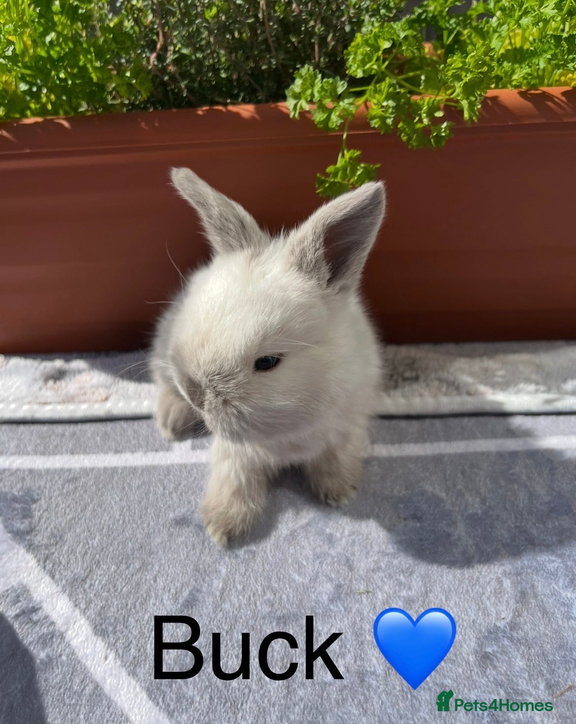 Mini Lop rabbits Pure bred Mini lops - 4 remaining (3 reserved) - Advert 17