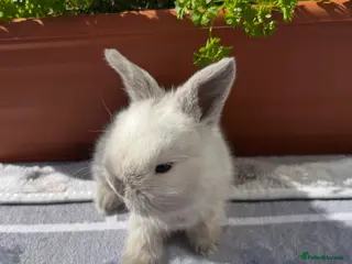 Mini Lop rabbits Pure bred Mini lops - 4 remaining (3 reserved) - Advert 17