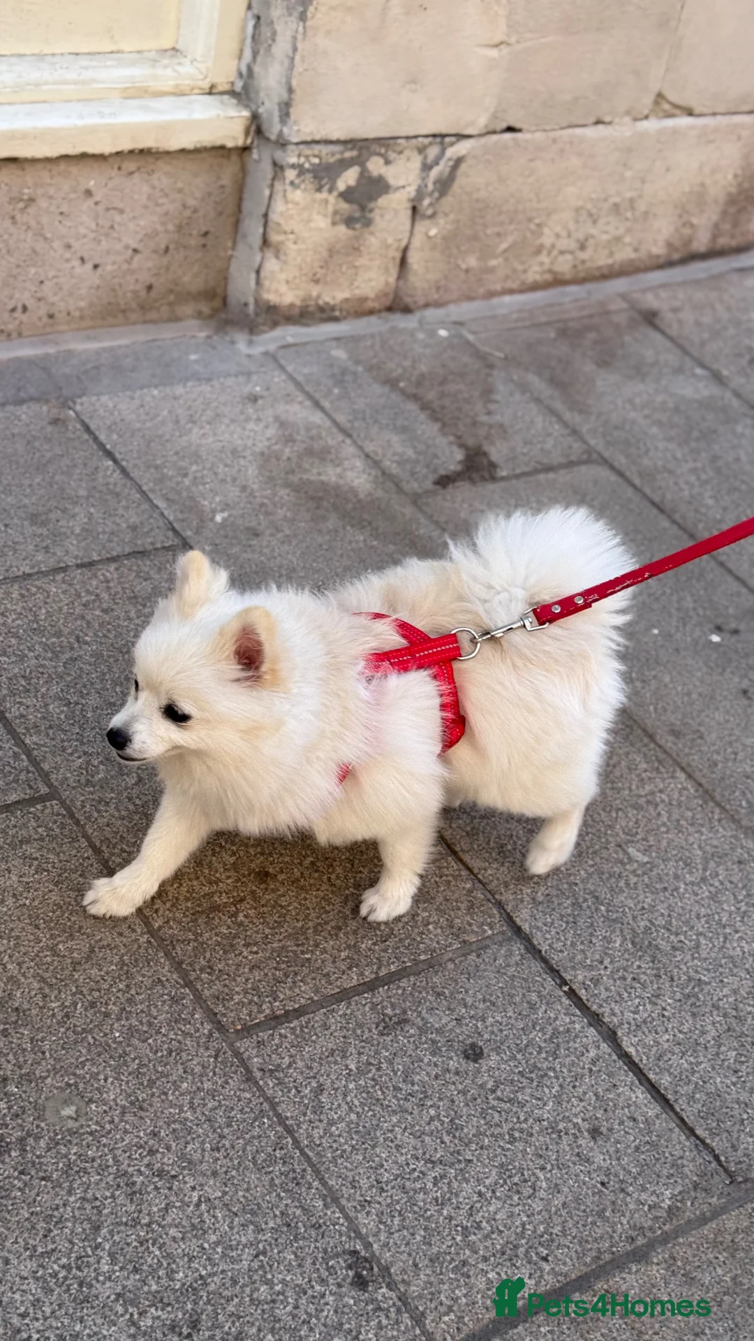 Pomeranian dogs for sale: White female pomeranian  in Boston - Advert 2