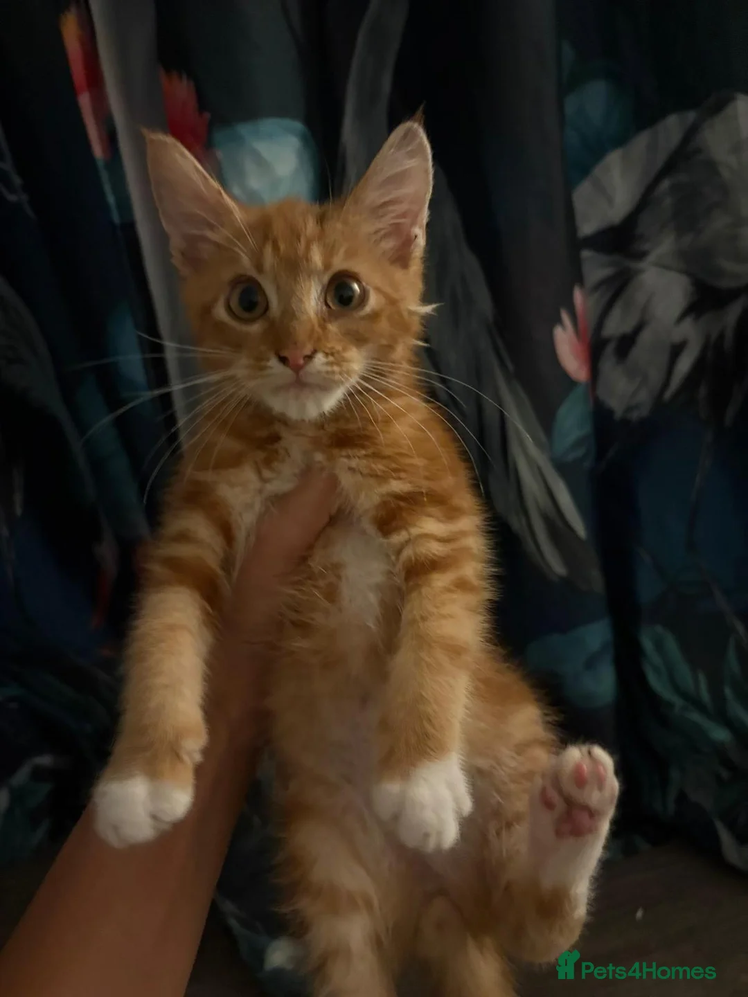 Maine Coon cats for sale: Half Maine coon in Arundel - Advert 2