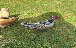 Chickens poultry for sale: Mixed breed sablepoot chickens  - Image 2