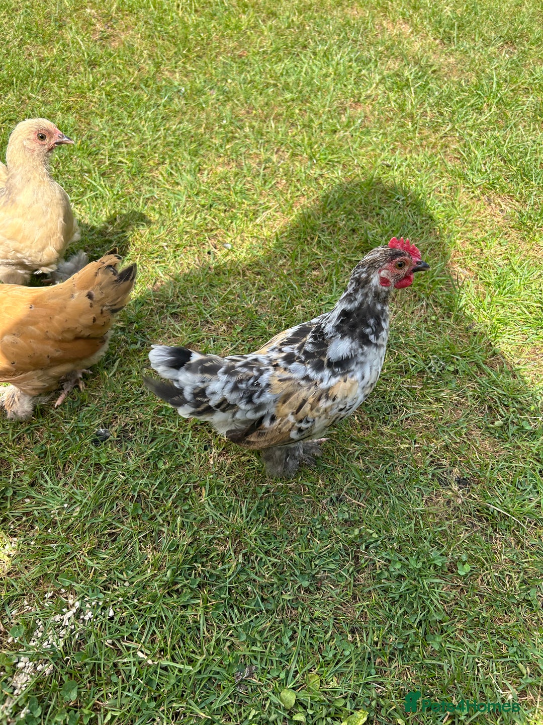 Chickens poultry for sale: Mixed breed sablepoot chickens  - Image 2
