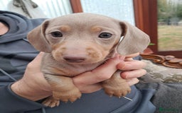 Dachshund dogs for sale: Miniature smooth daschunds - Image 2