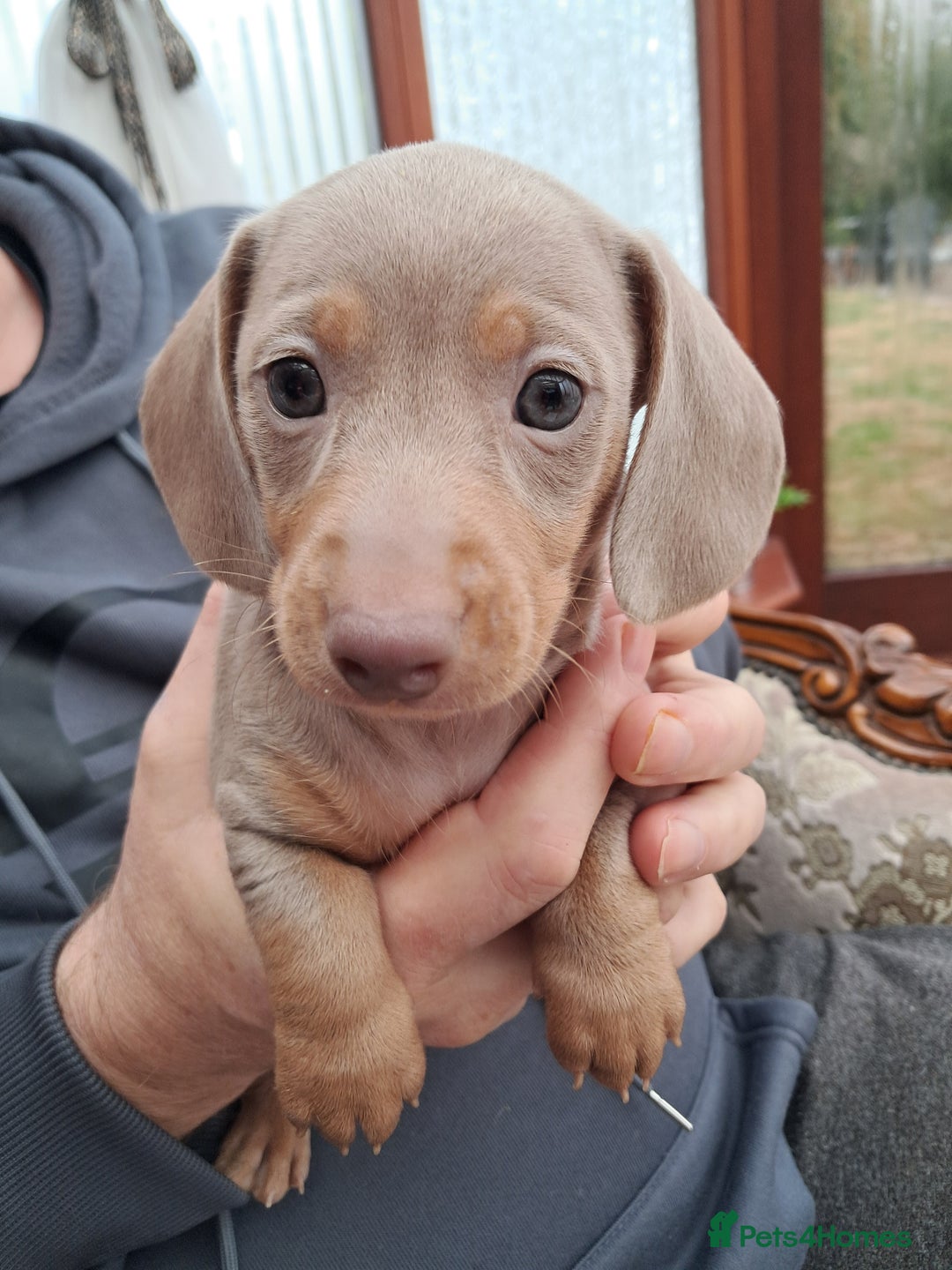 Dachshund dogs for sale: Miniature smooth daschunds - Image 2