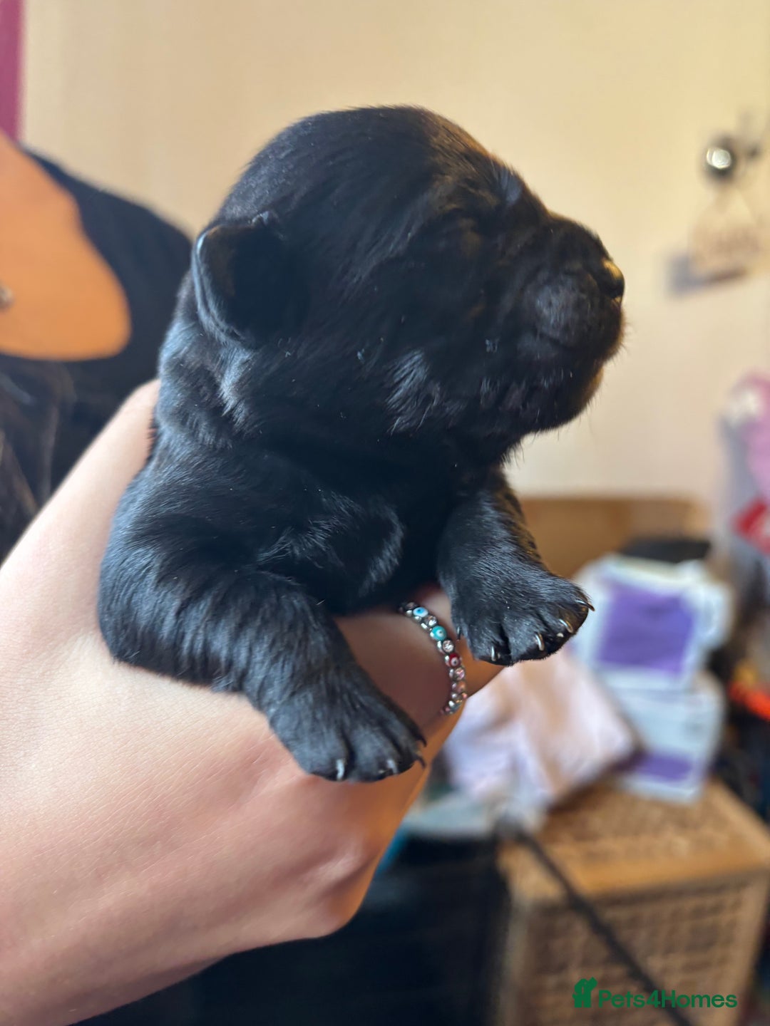 Goldador dogs for sale: Goldador puppies - Image 11