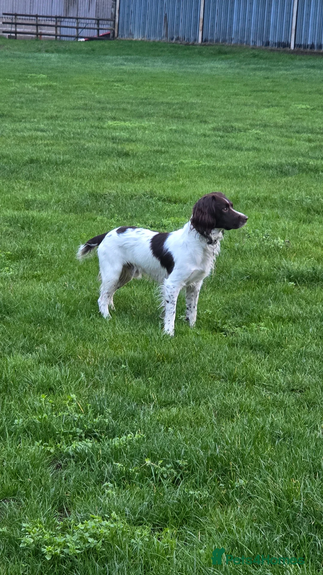 English Springer Spaniel dogs for stud: KC registered springer spaniel stud in Warwick - Advert 5