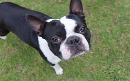 Boston Terrier dogs for stud: KC Loving Boston Terrier Available for Stud - Image 5