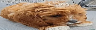Cavapoo 3