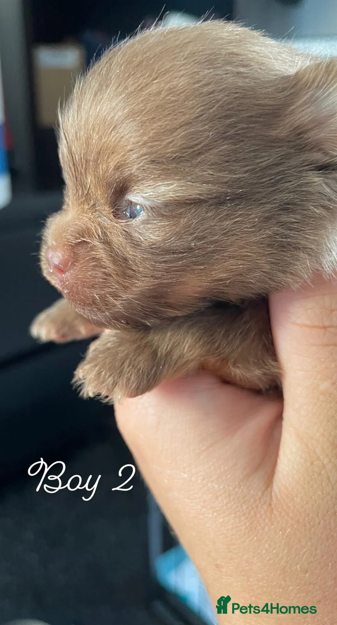 Pomeranian dogs for stud: 1.8kg Tiny Choco Carry Tan Blue Lilac DNA tested in Rotherham - Advert 22