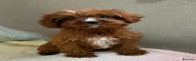 Cavapoo Puppy 5