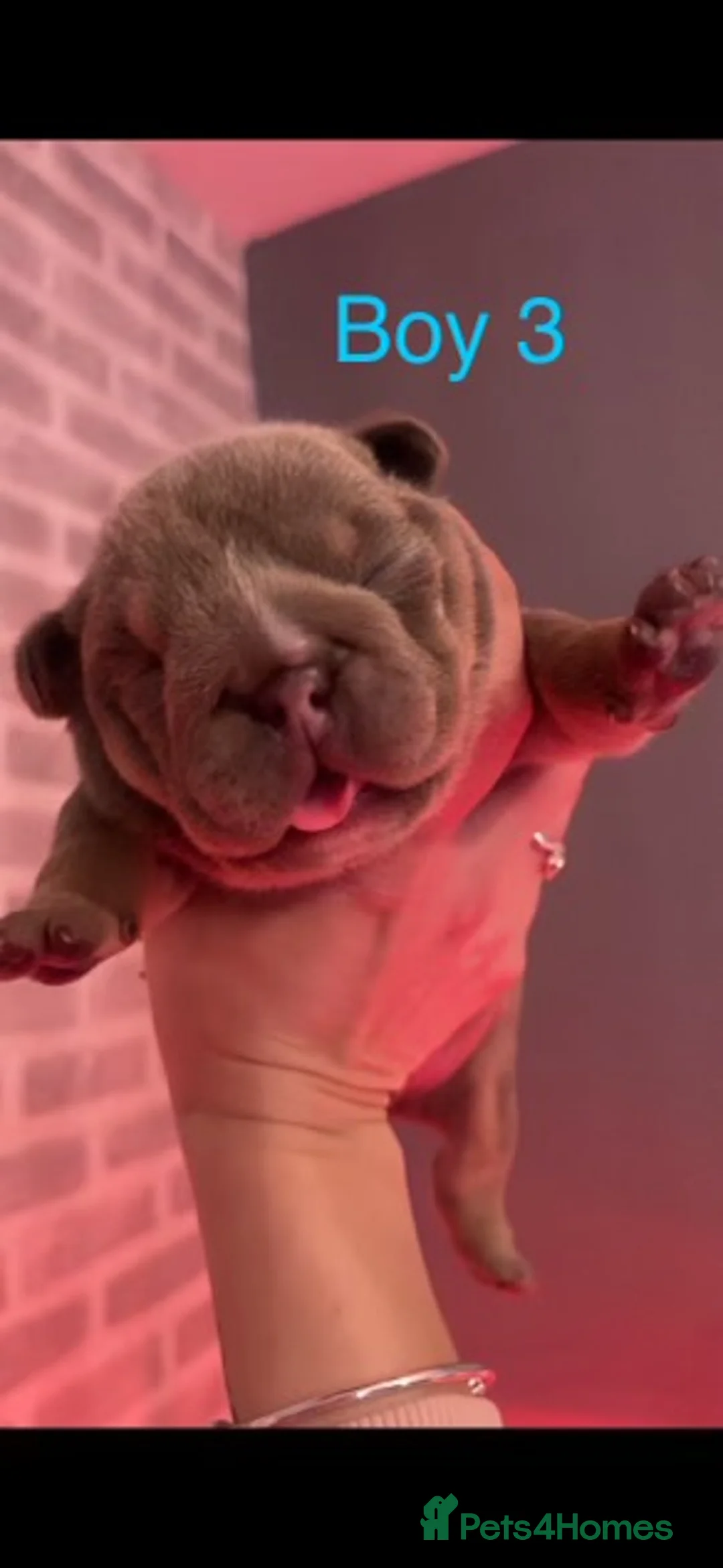 English Bulldog dogs for stud: Chocolate and tan stud includes 2 ai in Walsall - Advert 20