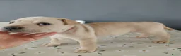 Mixed Breed dogs for sale: French bulldog sharpei x pups - Advert 6