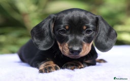 Miniature Dachshund dogs for sale: ✨Quality Miniature Dachshunds✨ - Image 4