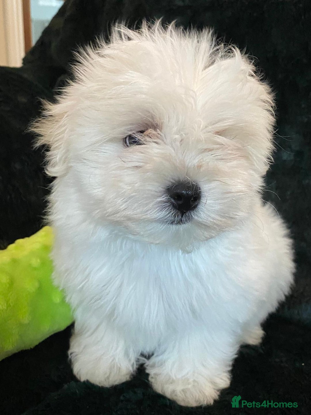 Maltese dogs for sale: Maltese puppies for sale  - Advert 2