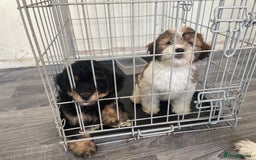 Mixed Breed dogs for sale: Beautiful Lhasa girl puppy  - Image 1