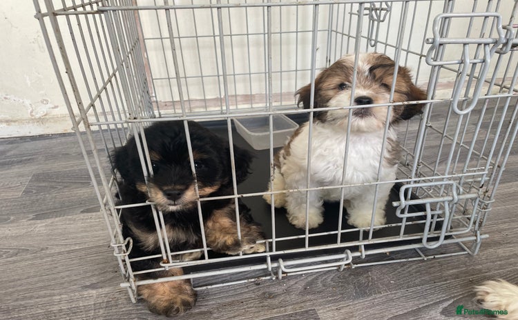 Mixed Breed dogs - Advert 14