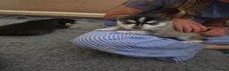 Pomsky dogs for sale: Beautiful f4 pomsky's - Advert 4