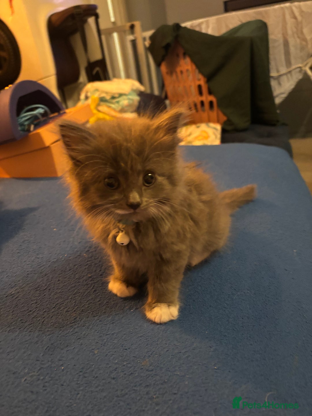 British Longhair cats for sale: Grey male kitten for sale  - Image 2