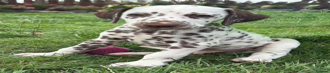 Dalmatian Puppy 1