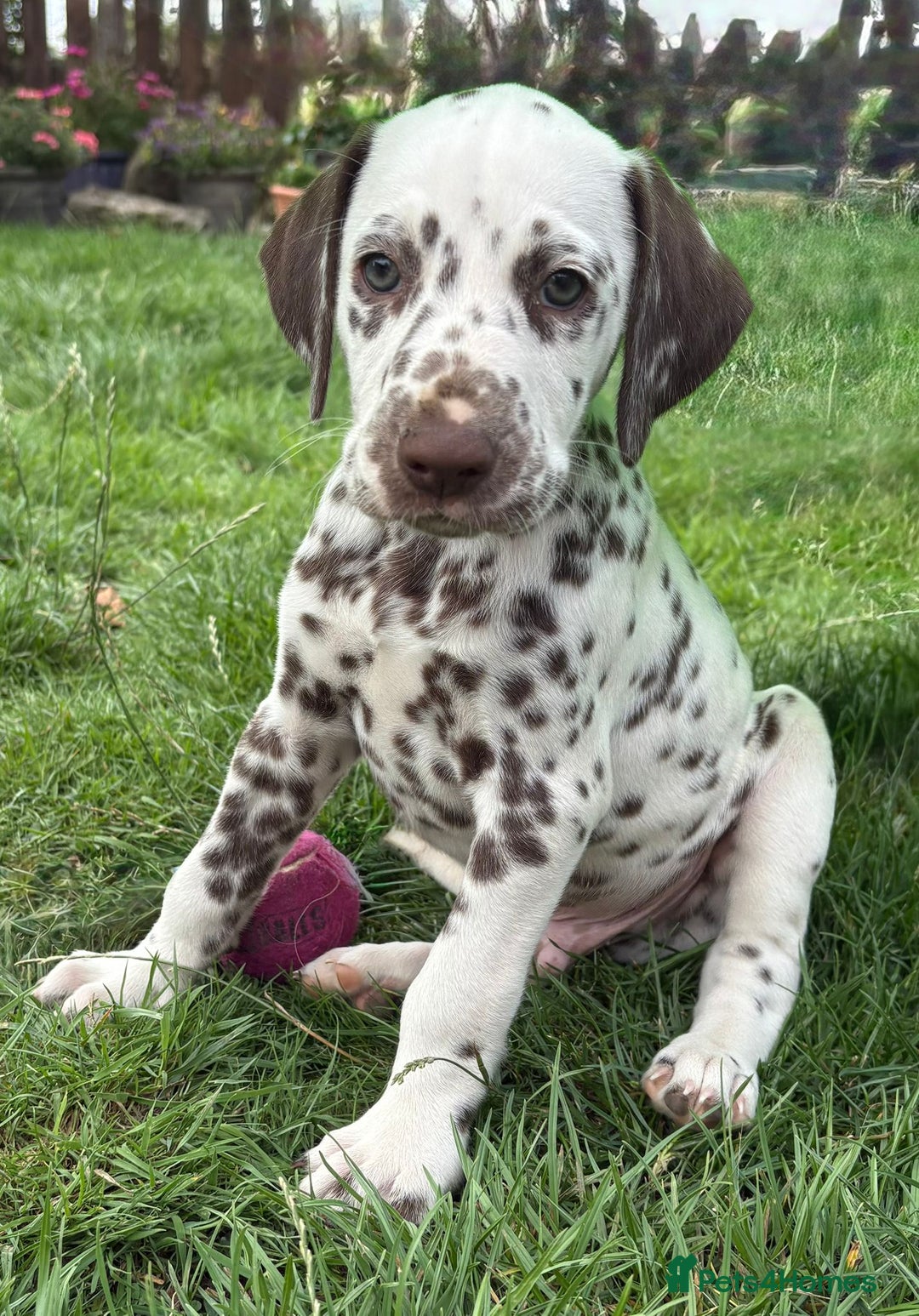 Dalmatian dogs for sale: 2 handsome chunky liver spotted boys  - Image 10