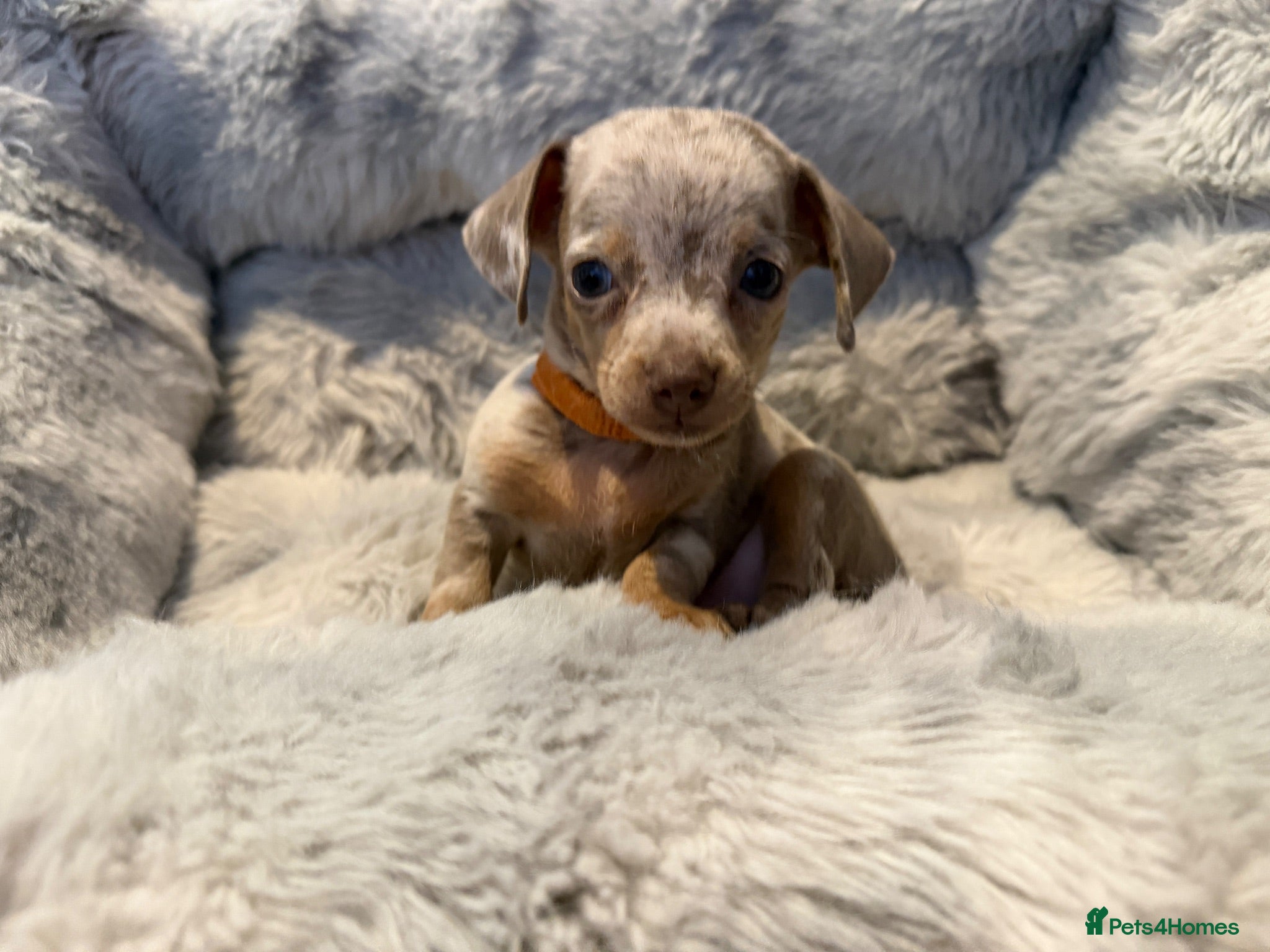 Chiweenie dogs Chiweenie chihuahua dachshund pups BOYS - Advert 2