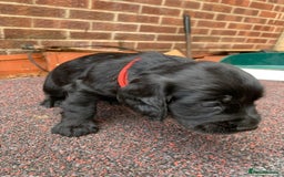 Cocker Spaniel dogs for sale: cocker spaniel pups ready for reserve - Image 5