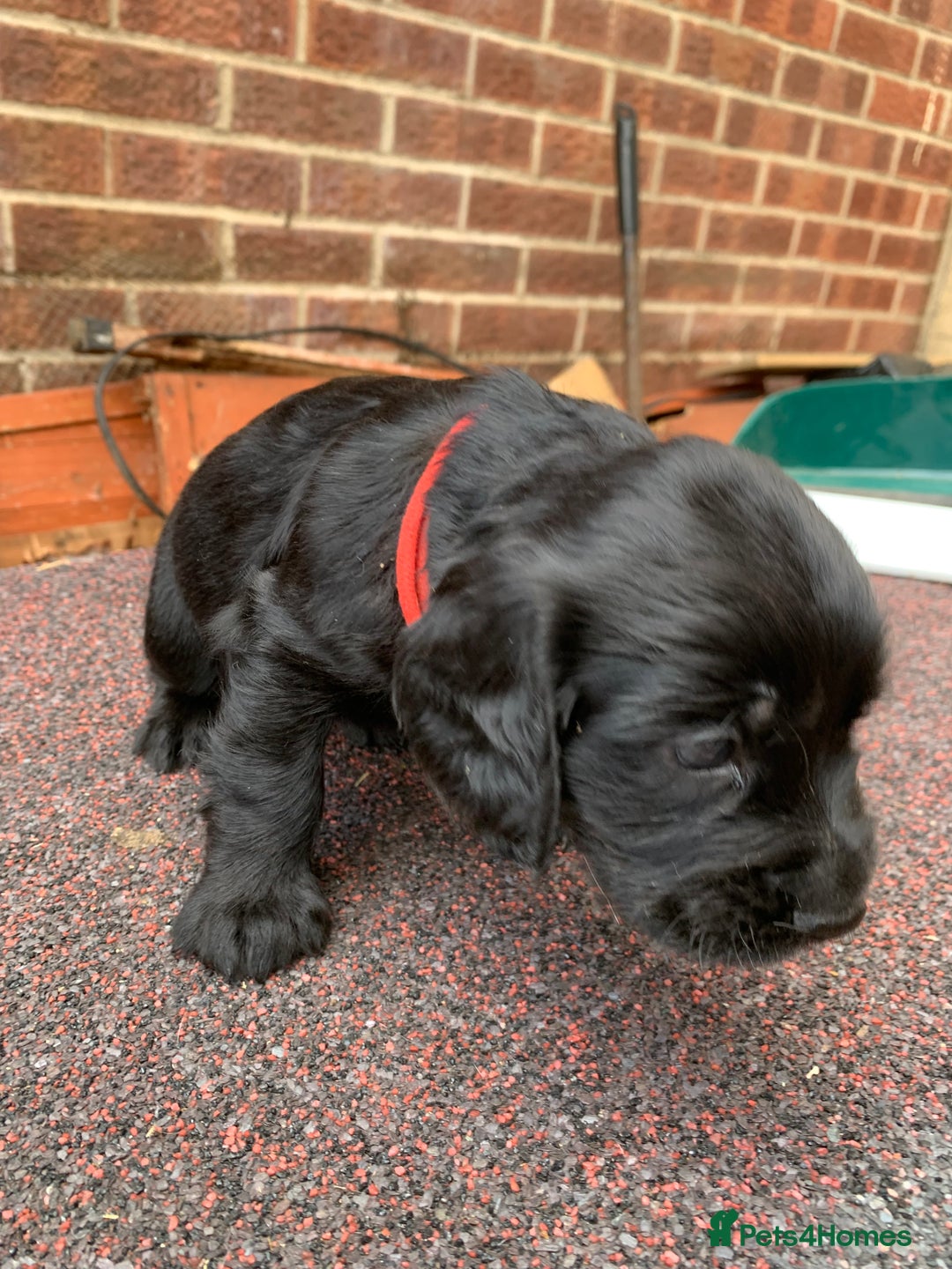 Cocker Spaniel dogs for sale: cocker spaniel pups ready for reserve - Image 5