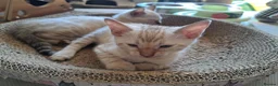 Bengal cats for sale: Mink x snow lynx bengal  - Advert 7