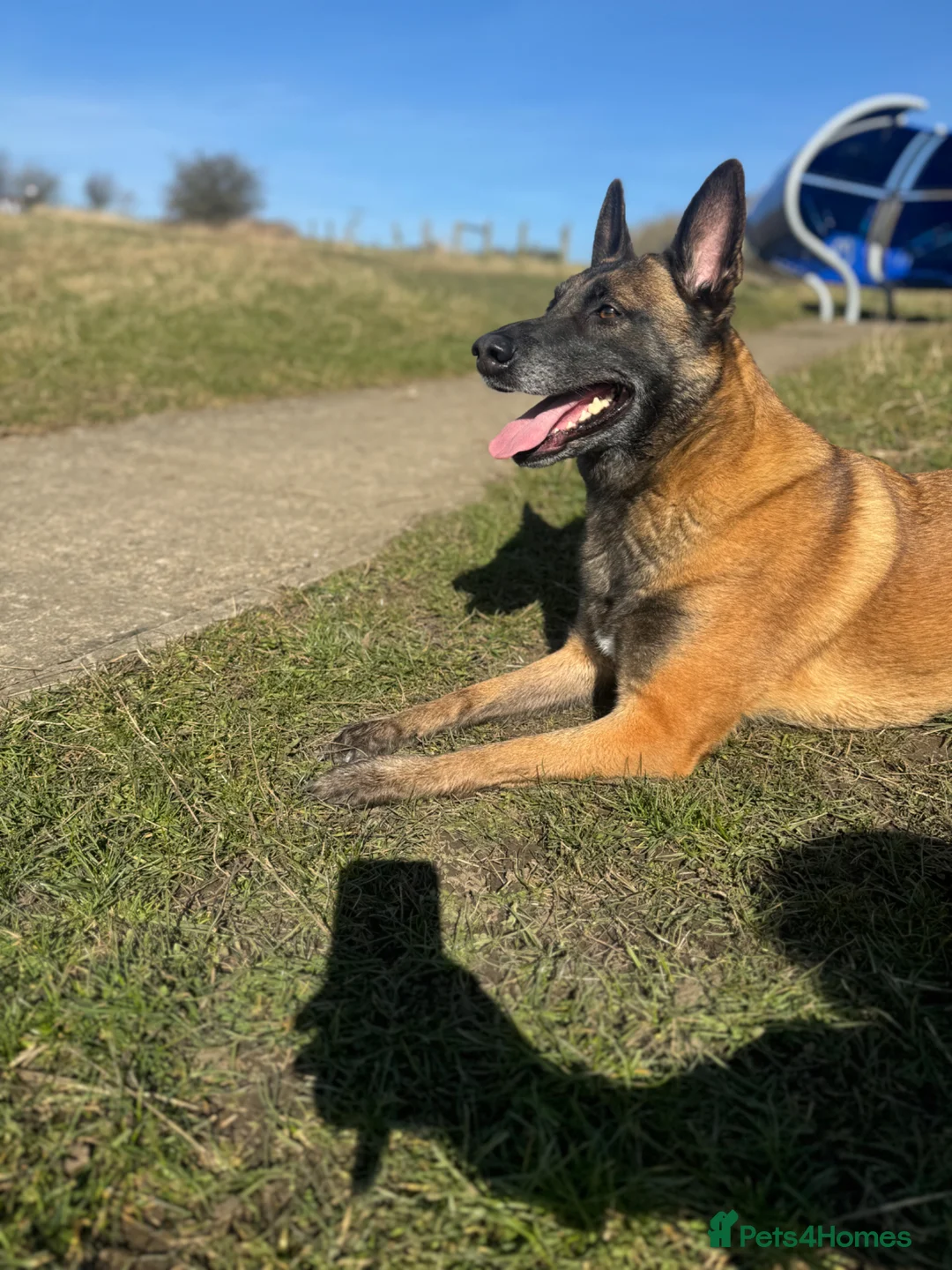 Belgian Shepherd Dog dogs for sale: Belgium malinois puppy’s for sale  in Crook - Advert 1