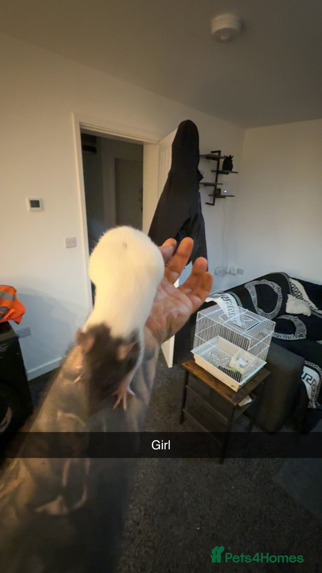 Rat rodents for sale: Rats for sale  - Advert 2