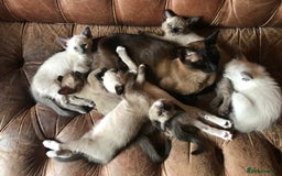 Tonkinese cats for sale: Exquisite Tonkdolls - Image 3
