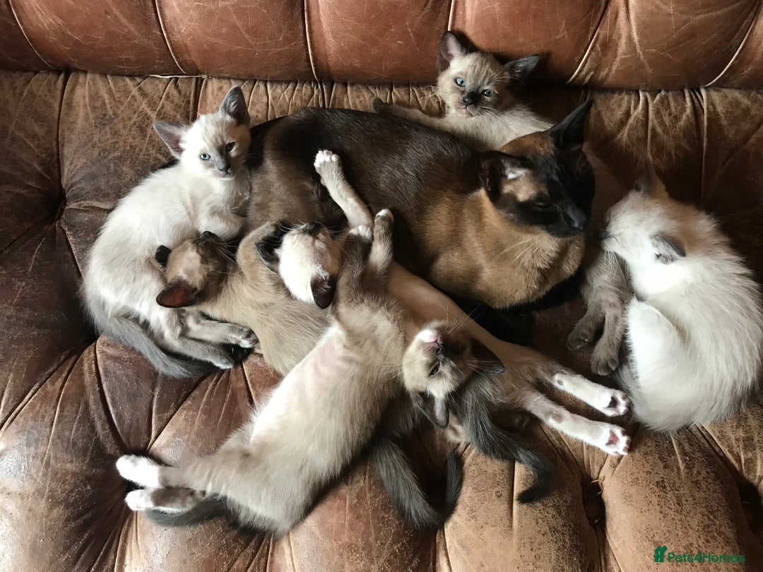 Tonkinese cats for sale: Exquisite Tonkdolls - Image 3