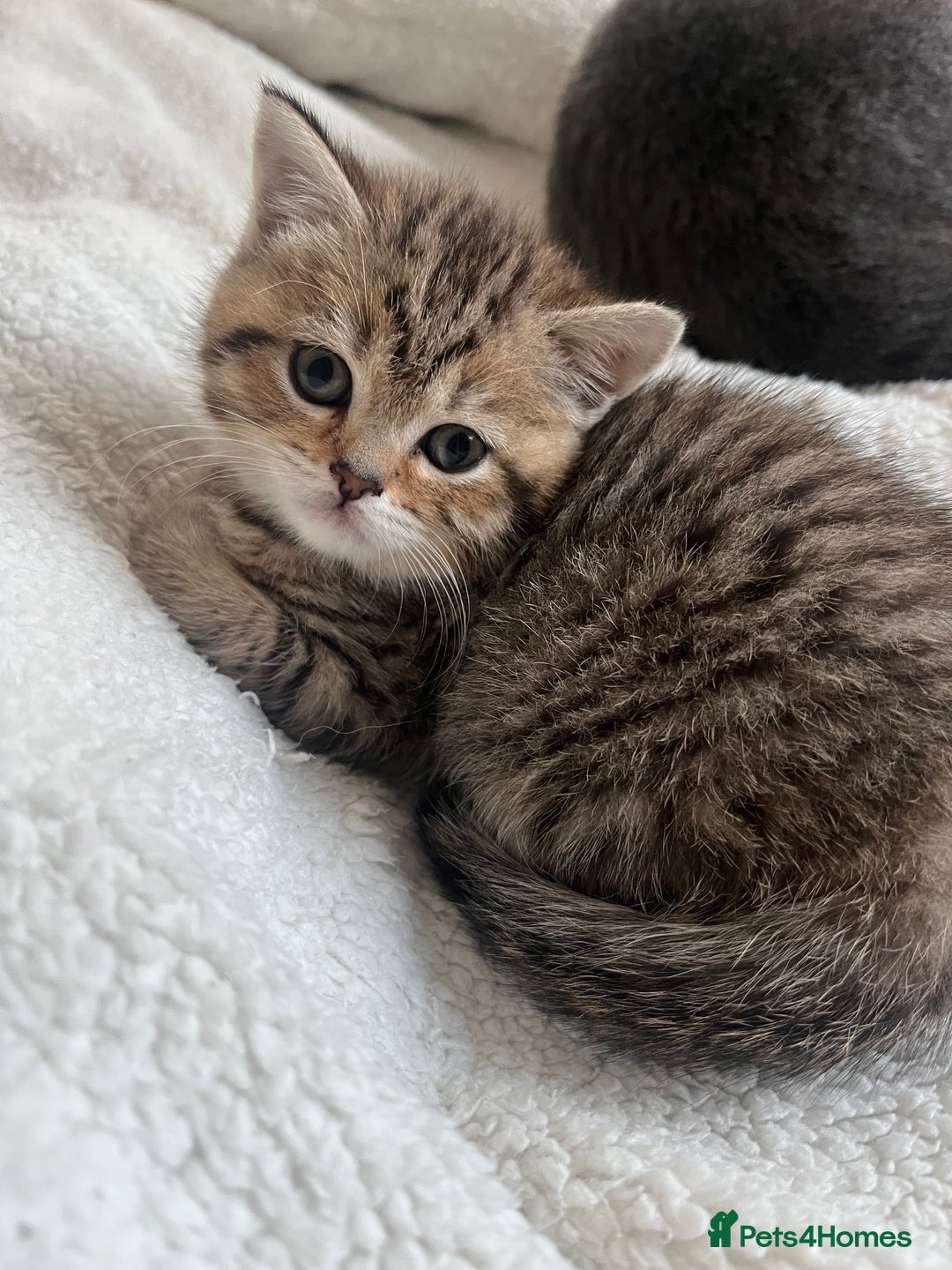 British Shorthair cats for sale: Beautiful BSH kittens, 1 girl, 1 boy available  - Advert 14