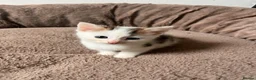 Mixed Breed cats for sale: Beautiful part Maine coon kittens  - Advert 13