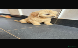 Mini Goldendoodle dogs for sale: 🐶Golden doodle puppies for sale ready to leave🐶 - Image 14