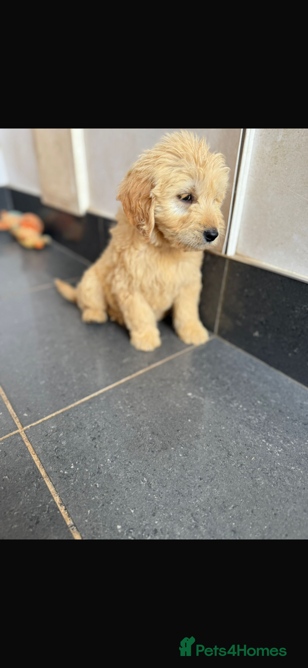 Mini Goldendoodle dogs for sale: 🐶Golden doodle puppies for sale ready to leave🐶 - Image 14