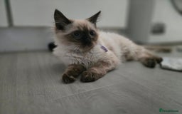 Ragdoll cats for sale: Beautiful Kittens ready to leave for new home - Image 7