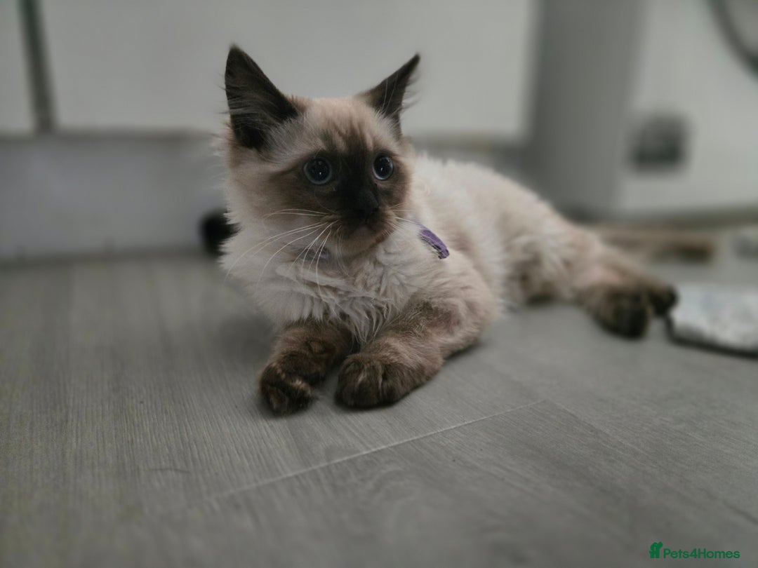 Ragdoll cats for sale: Beautiful Kittens ready to leave for new home - Image 7