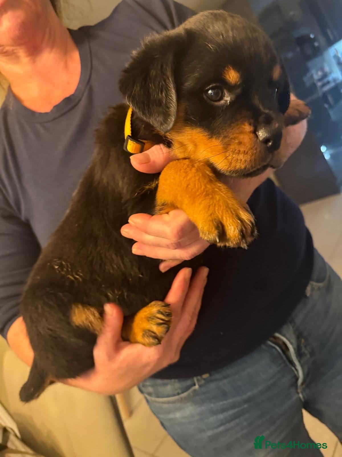 Rottweiler dogs for sale: Rottweiler last girl available £1500 - Advert 1