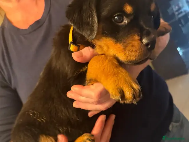 Rottweiler dogs for sale: Rottweiler last girl available £1500 - Advert 1