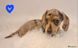 Miniature Dachshund dogs for sale: KC Daxi's health tested parents.READY - Image 1