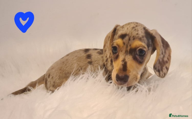 Miniature Dachshund dogs - Advert 2