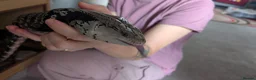 Skink reptiles for sale: Much loved blue tounged skink  in Ipswich - Advert 5