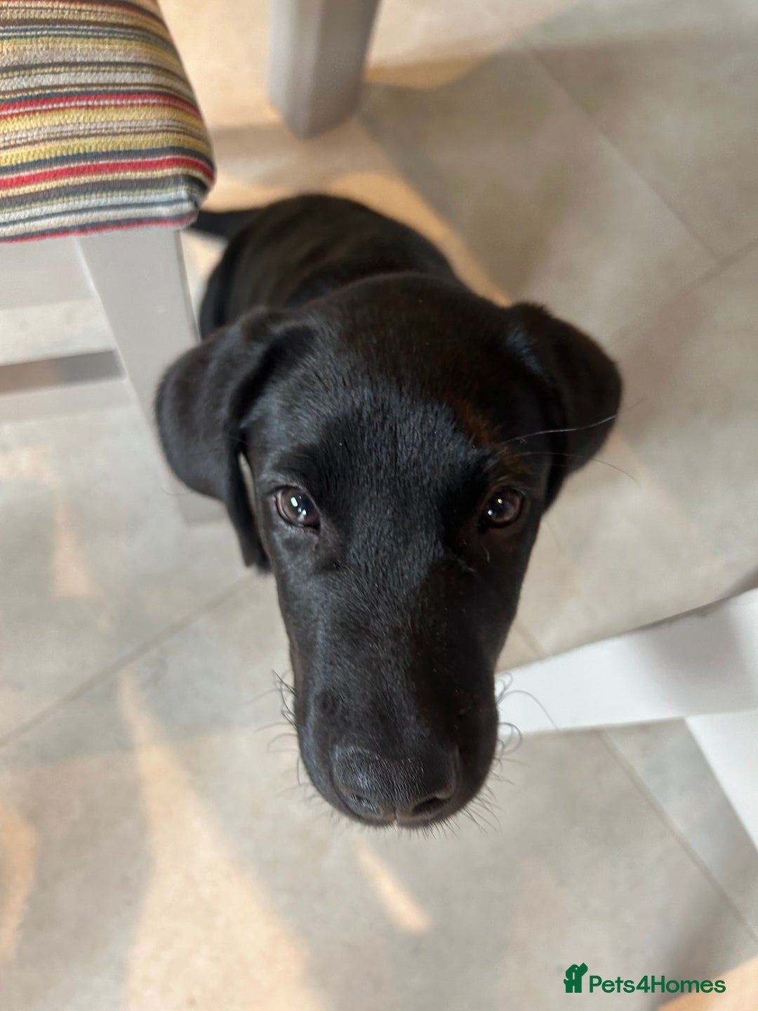 Labrador Retriever dogs for stud: Stanley the Stud - Image 2
