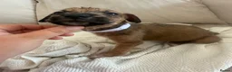 Mixed Breed dogs for sale: Bull hound puppies in London - Advert 9